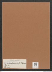Navicula bipunctata O'Meara (de-Toni-Nr.: Genus 1, Species 233) Zeichnungen Sammlung Grunow Mappe 00183 (Herbarium_W_Grunow_drawings_Folder_00183)